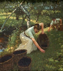 Recogiendo ciruelas